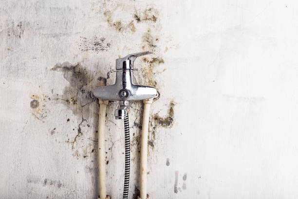 Best Mold Removal and Inspection  in Crockett, CA