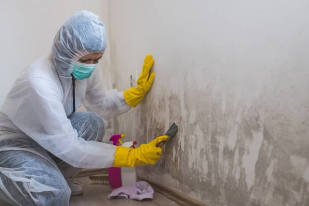 Best Mold Cleaning Services  in Crockett, CA