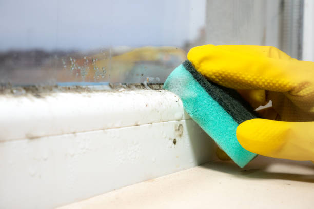 Best Emergency Mold Removal  in Crockett, CA