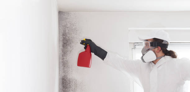 Best Mold Removal Company Near Me  in Crockett, CA