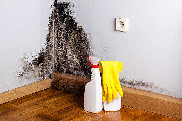 Best Attic Mold Removal  in Crockett, CA