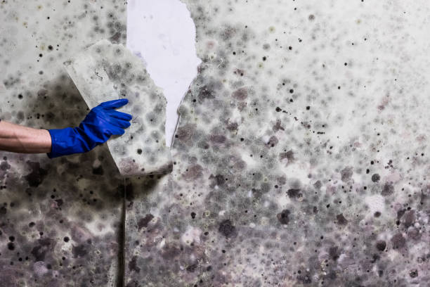 Best Toxic Mold Removal  in Crockett, CA