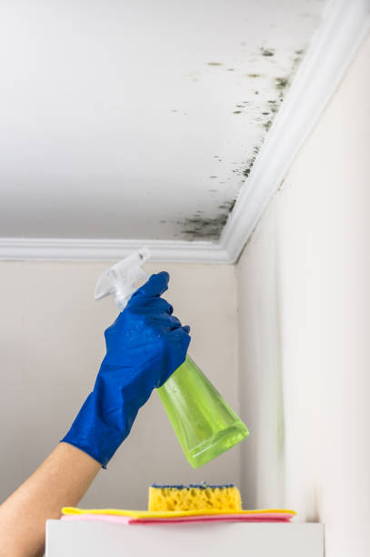 Best Office Mold Removal Services  in Crockett, CA