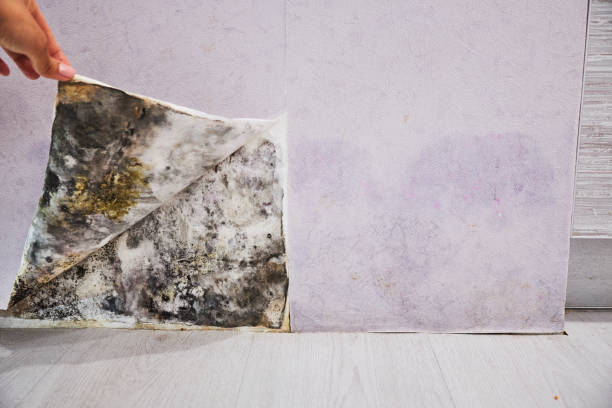 Best Commercial Mold Removal  in Crockett, CA
